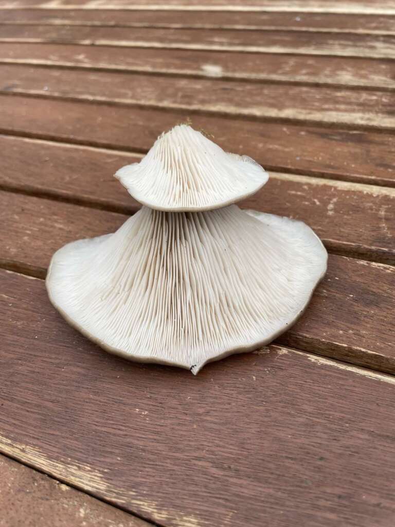 Herablaufende Lamellen
