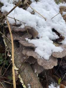 Auch im Winter