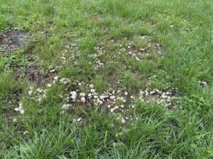 Behangener Faserling