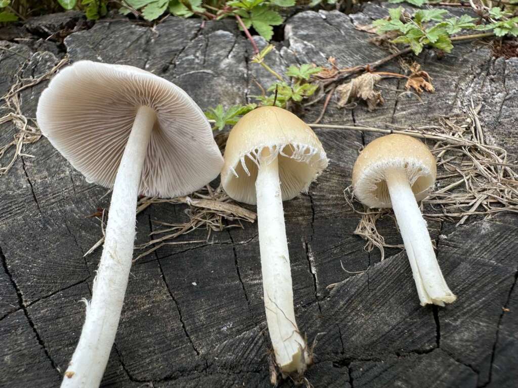 Fruchtkörper mit weißen Velumresten am Rand