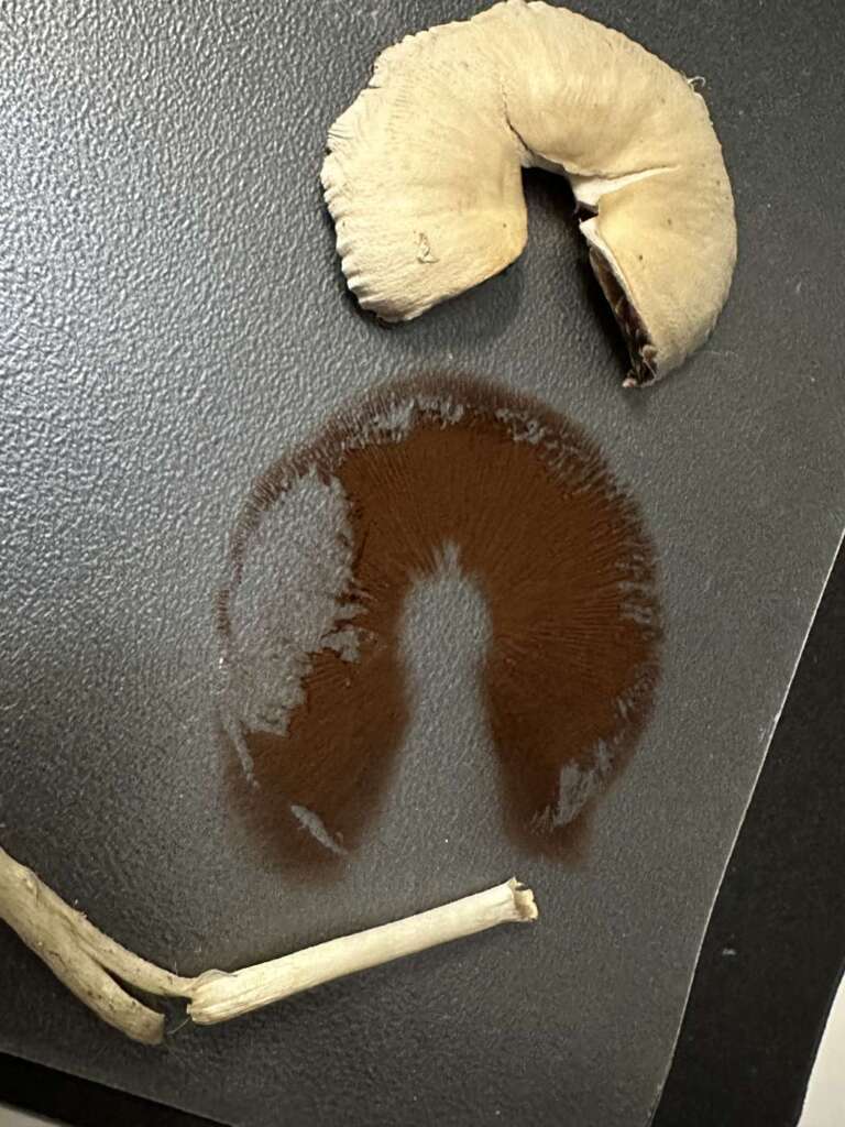 Dunkles Sporenpulver