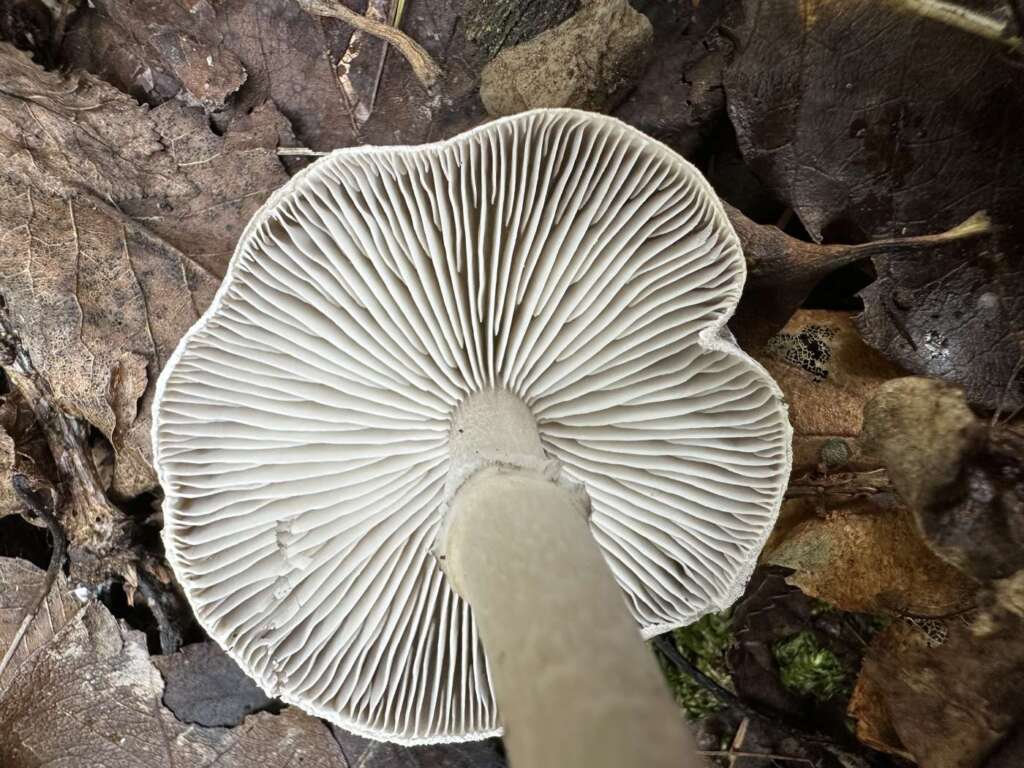 Lamellen