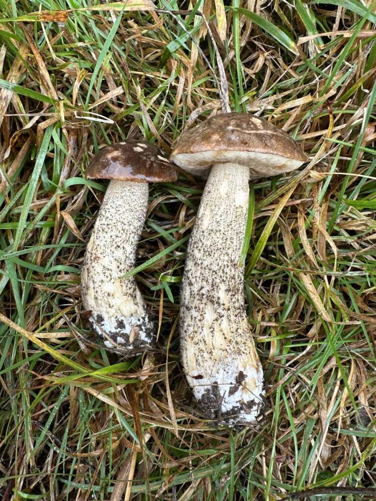 Typische Fruchtkörper im Gras unter Birke