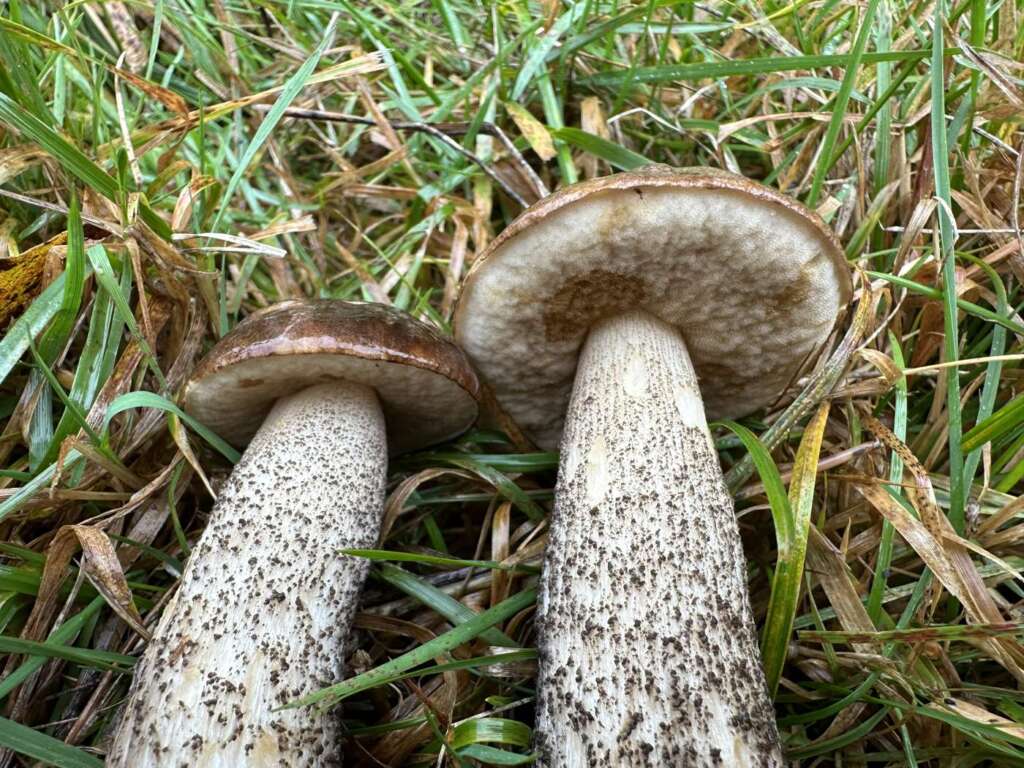 Graubraune Poren, dunkel geschuppter Stiel