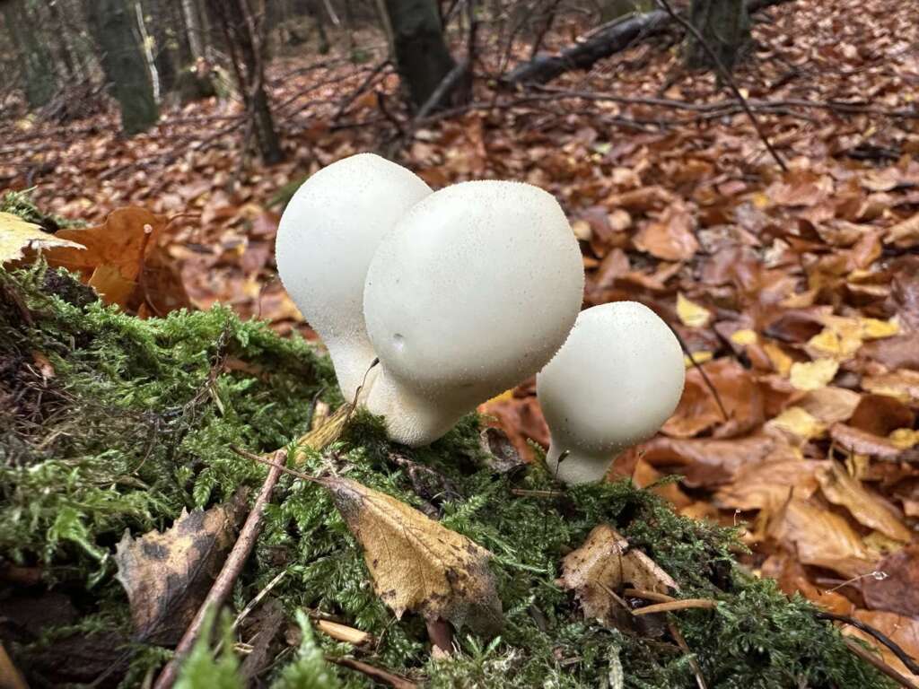 Birnenstäubling