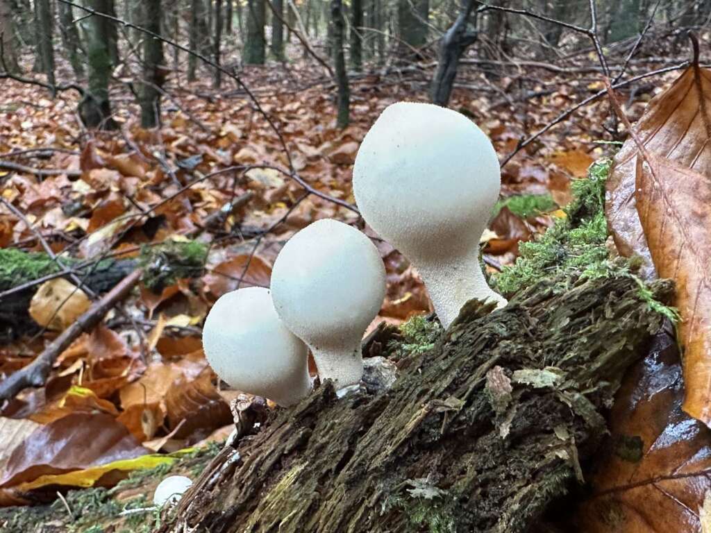 Birnenförmige Fruchtkörper auf Totholz