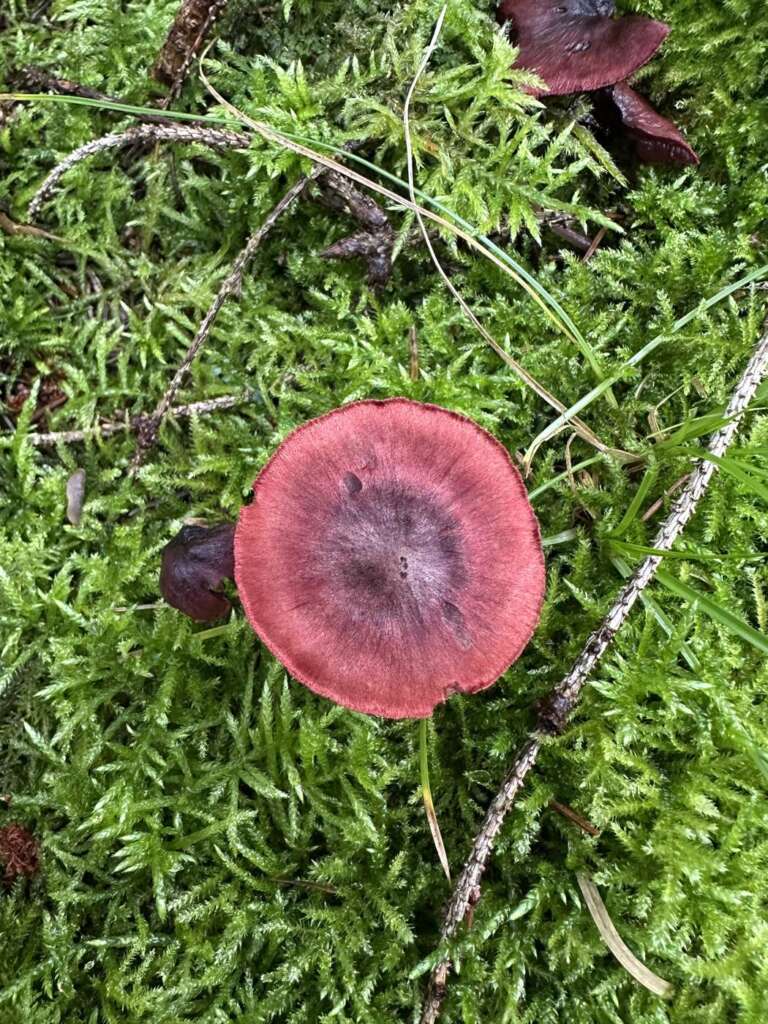 Blutroter Fruchtkörper im Moos