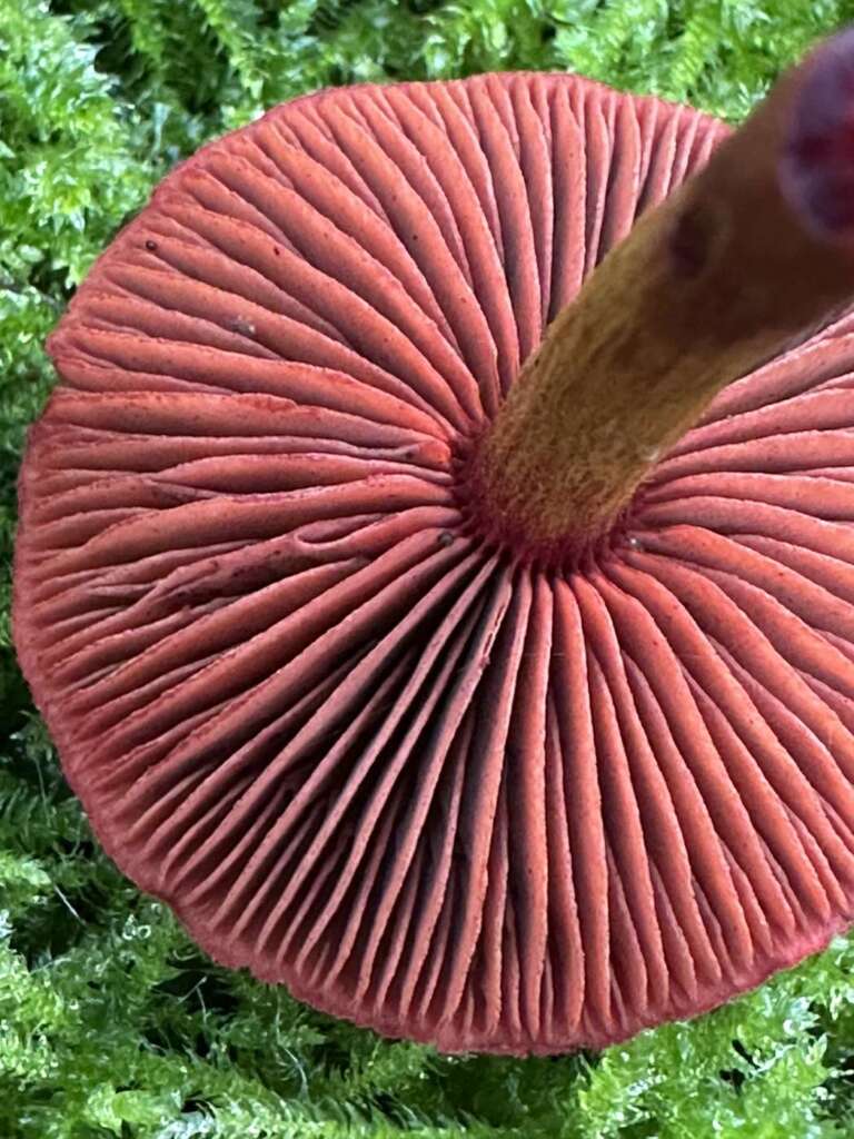 Blutrote Lamellen