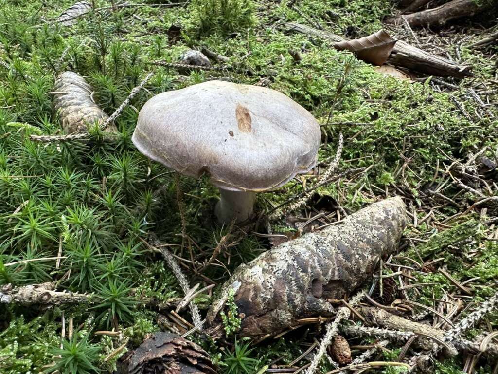 Blasslila Fruchtkörper