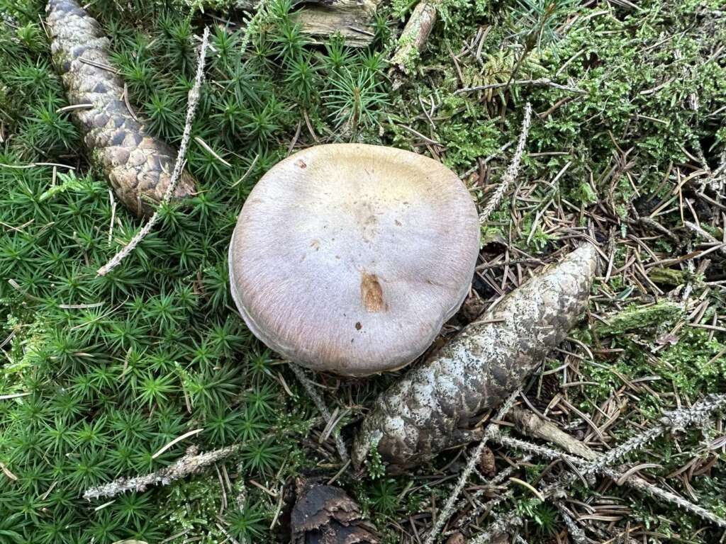 Bocksdickfuß