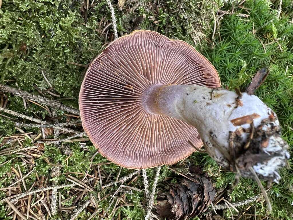Lamellen