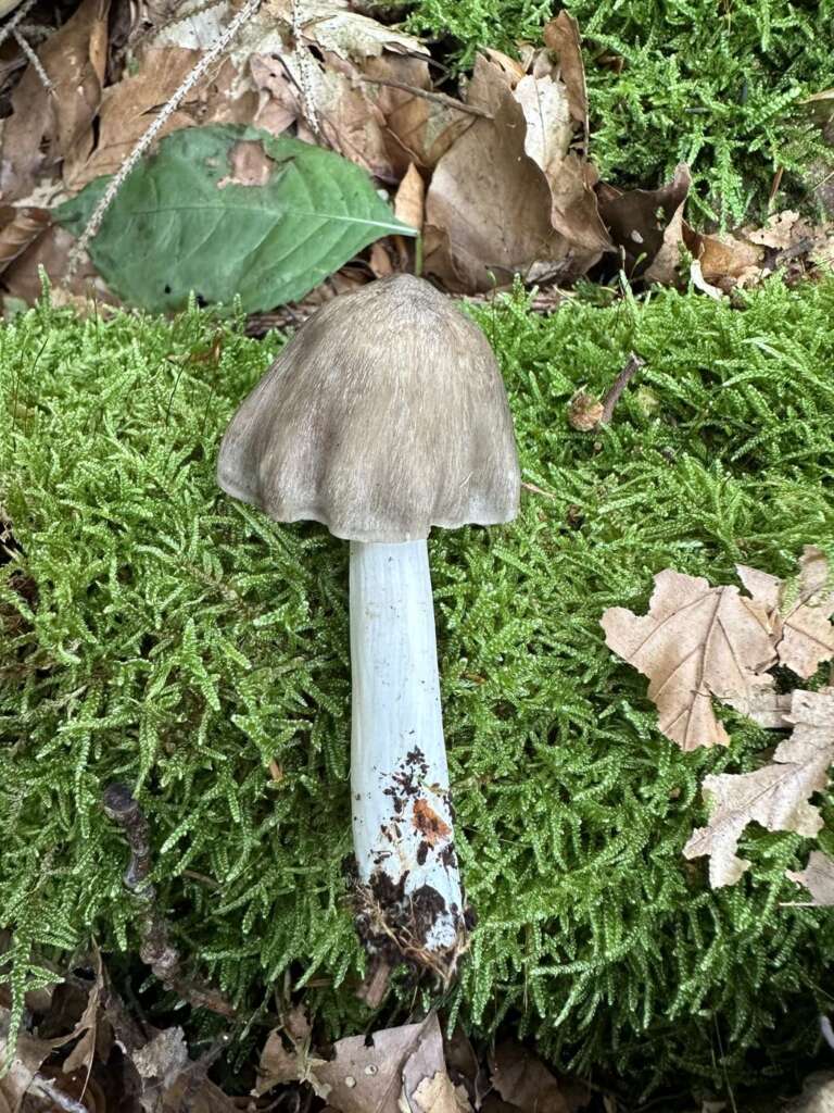 Fruchtkörper