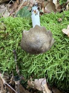 Breitblättriger Holzrübling