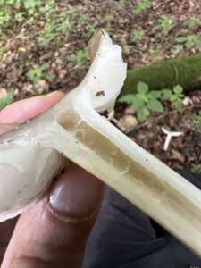 Breitblättriger Holzrübling