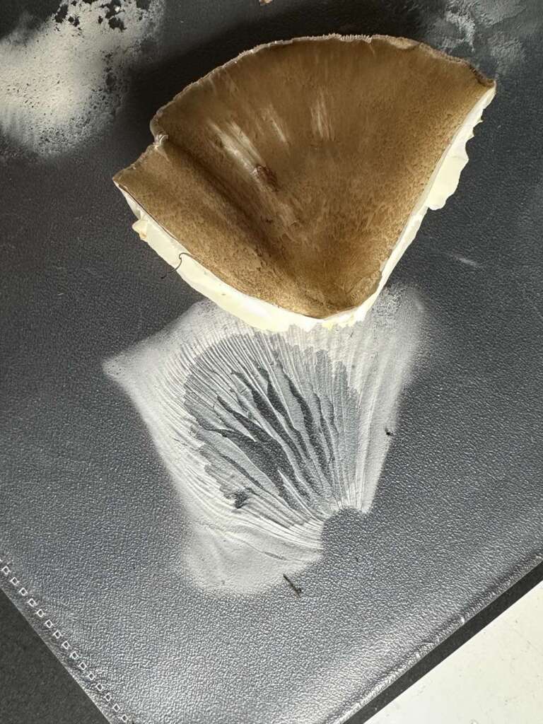 Sporenabdruck