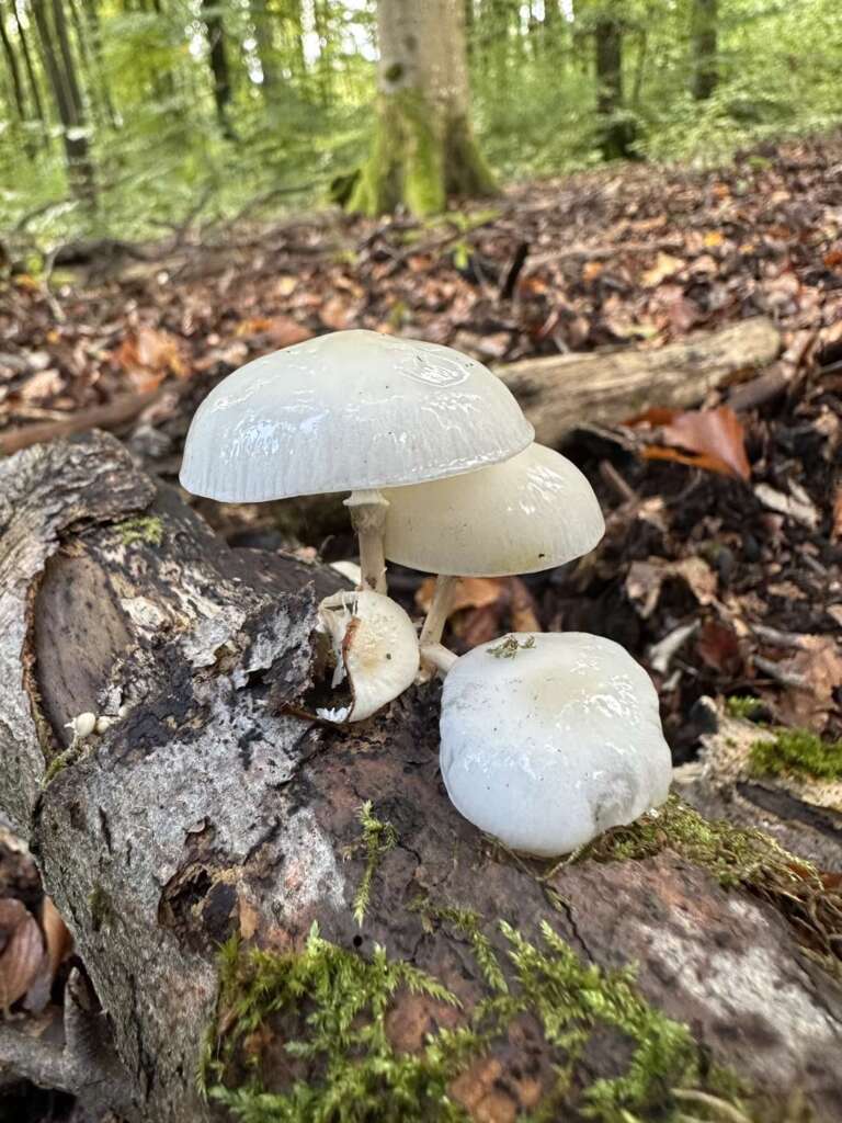 Gruppe an Buchenholz