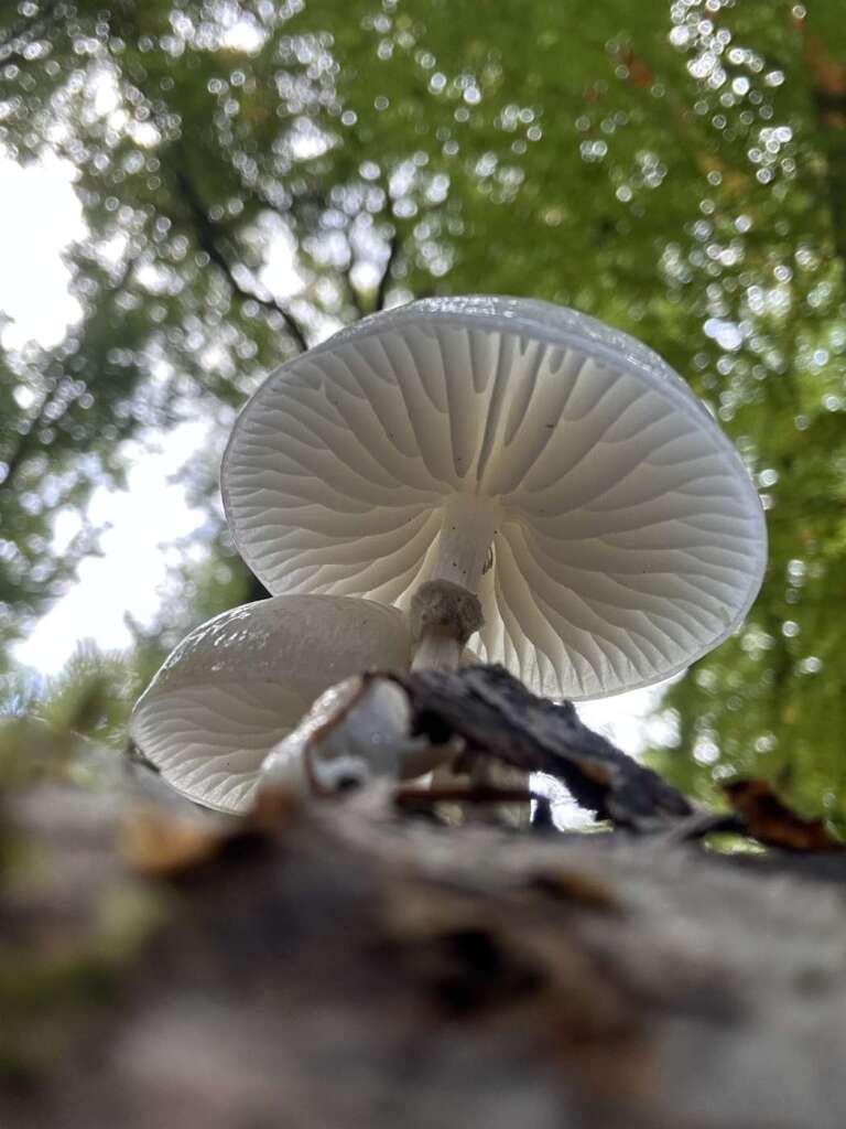 Lamellen