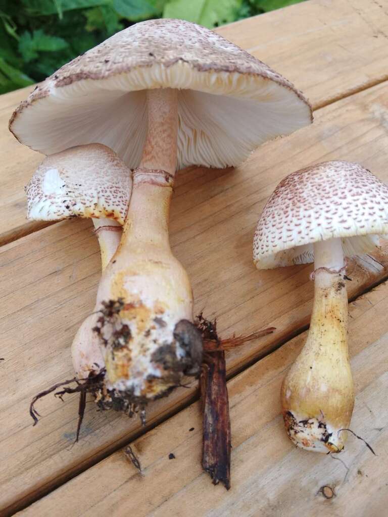 Büschel mit spindeliger Stielbasis