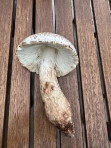 Büscheliger Egerlingsschirmling
