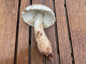Büscheliger Egerlingsschirmling