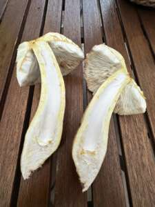 Büscheliger Egerlingsschirmling