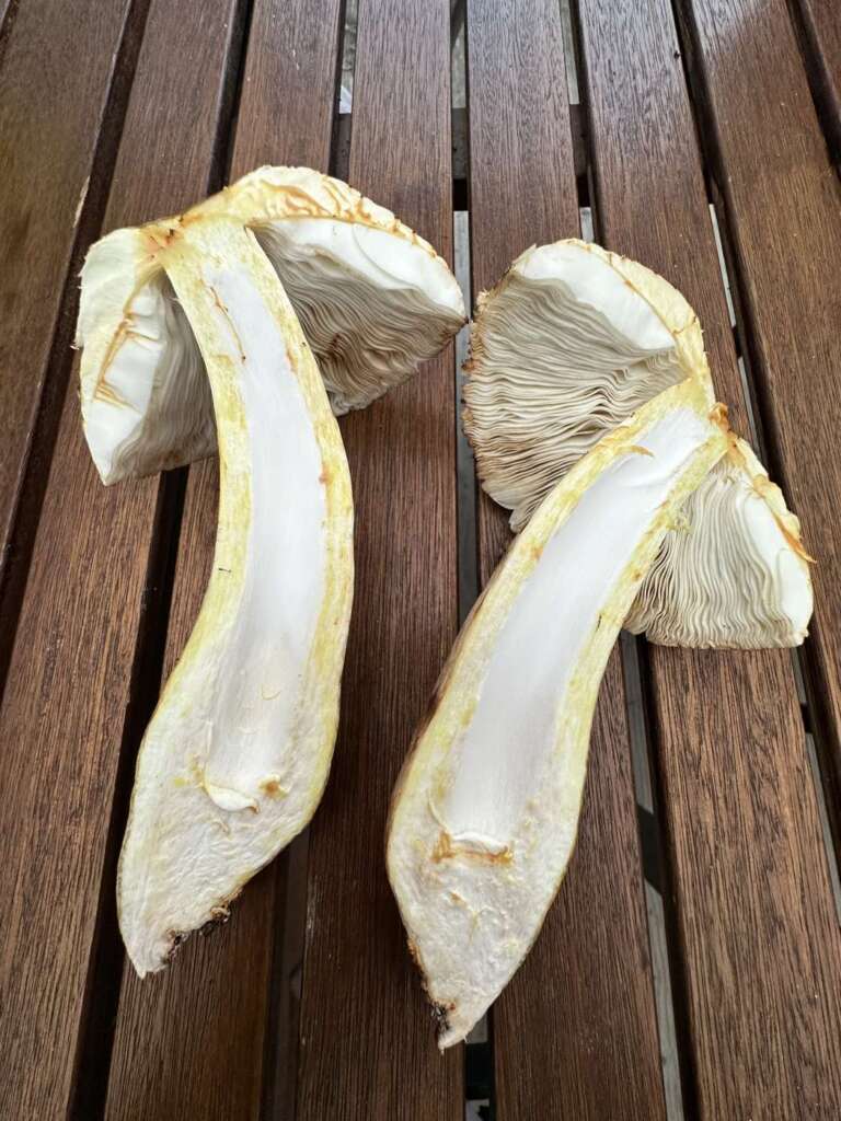 Längsschnitt: gilbendes Fleisch