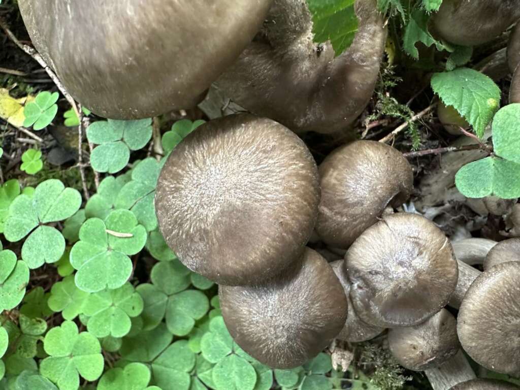 Graubraune Hüte