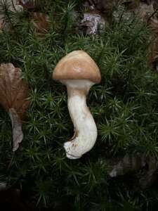 Butterpilz