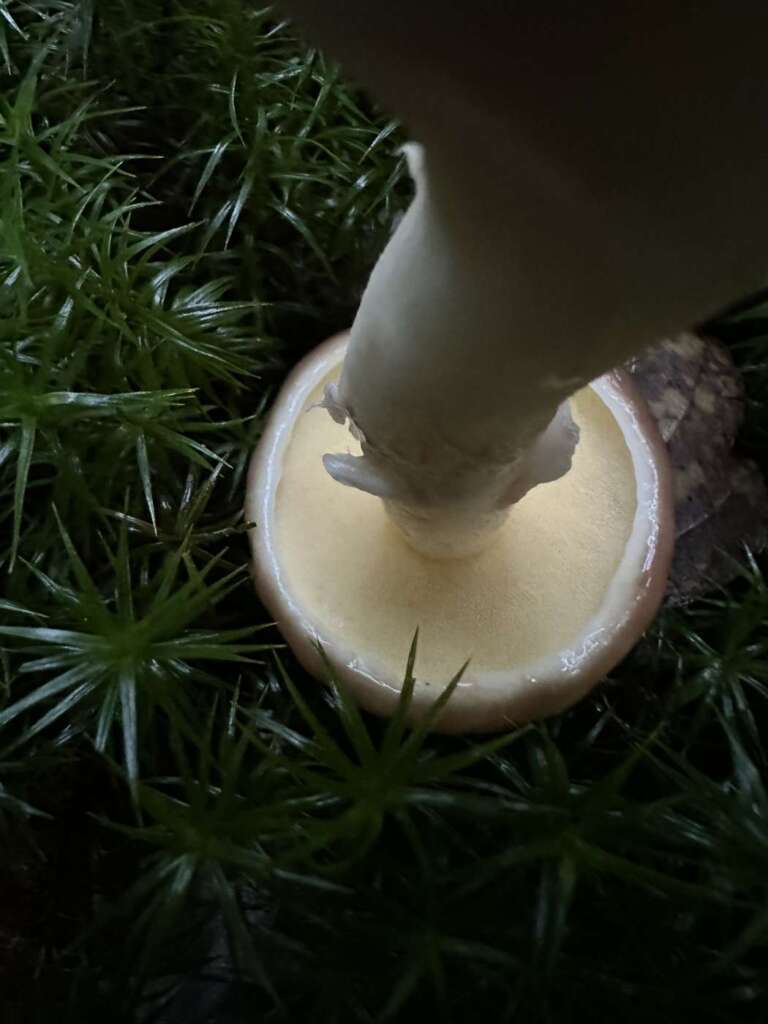 Junger Fruchtkörper, Poren gelb