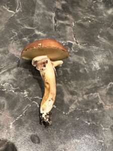 Butterpilz