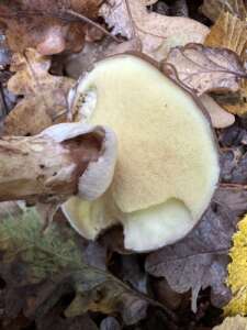 Butterpilz