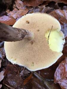 Butterpilz