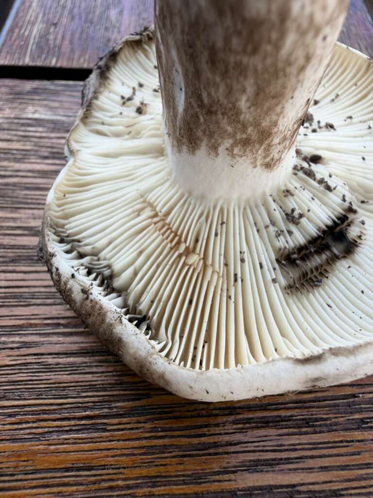 Lamellen schwärzen an Druckstellen