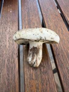 Dichtblättriger Schwärztäubling