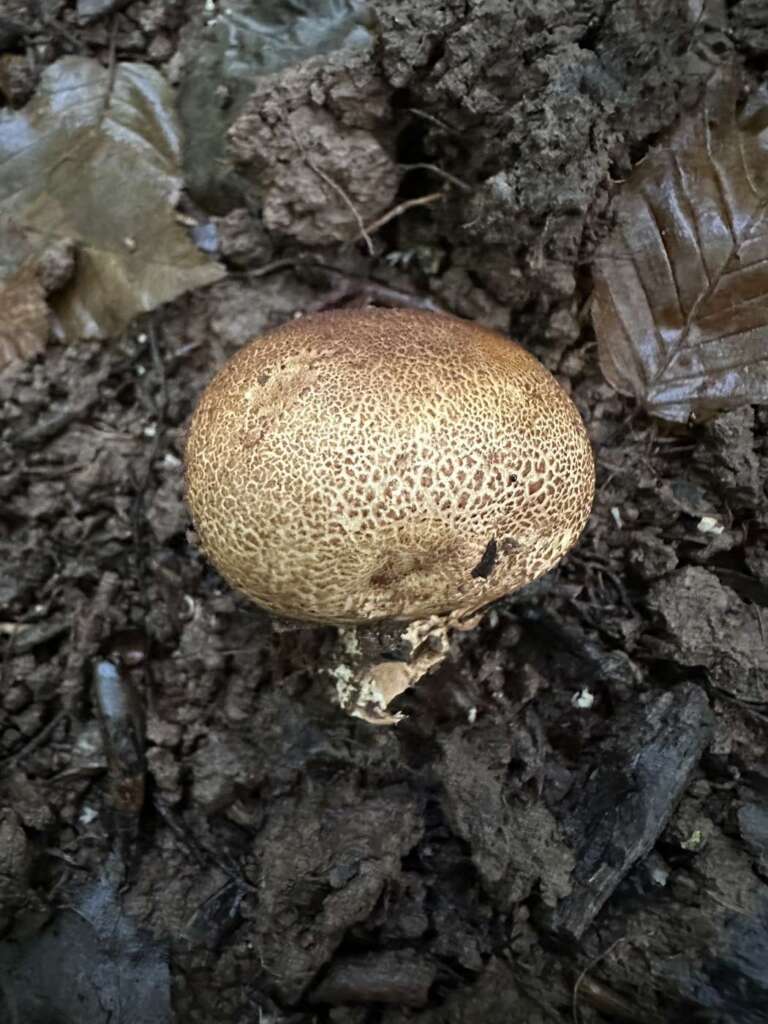 Gefelderte, dicke Außenhülle