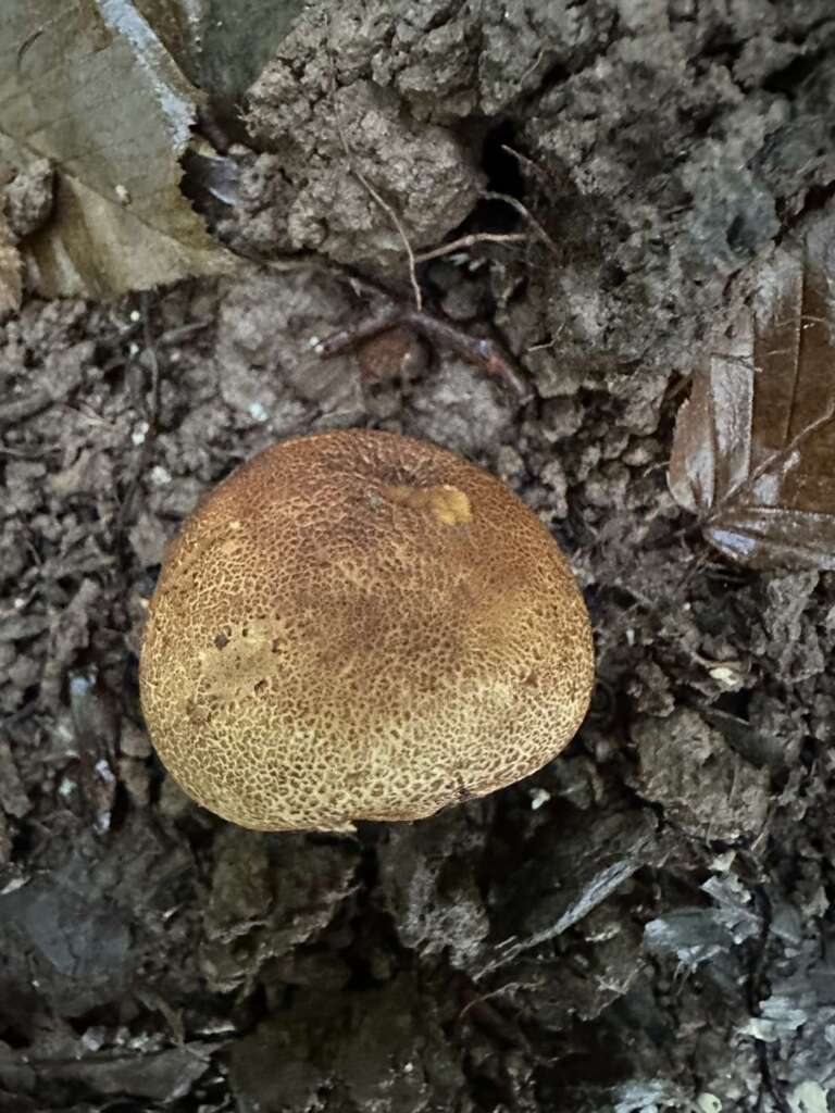 Dickschaliger Kartoffelbovist