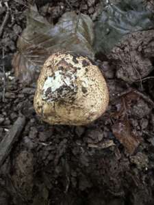 Dickschaliger Kartoffelbovist