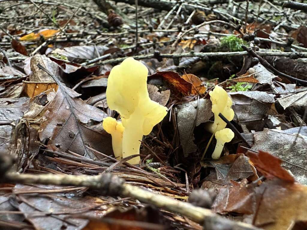 Gelbe, spatelförmige Fruchtkörper