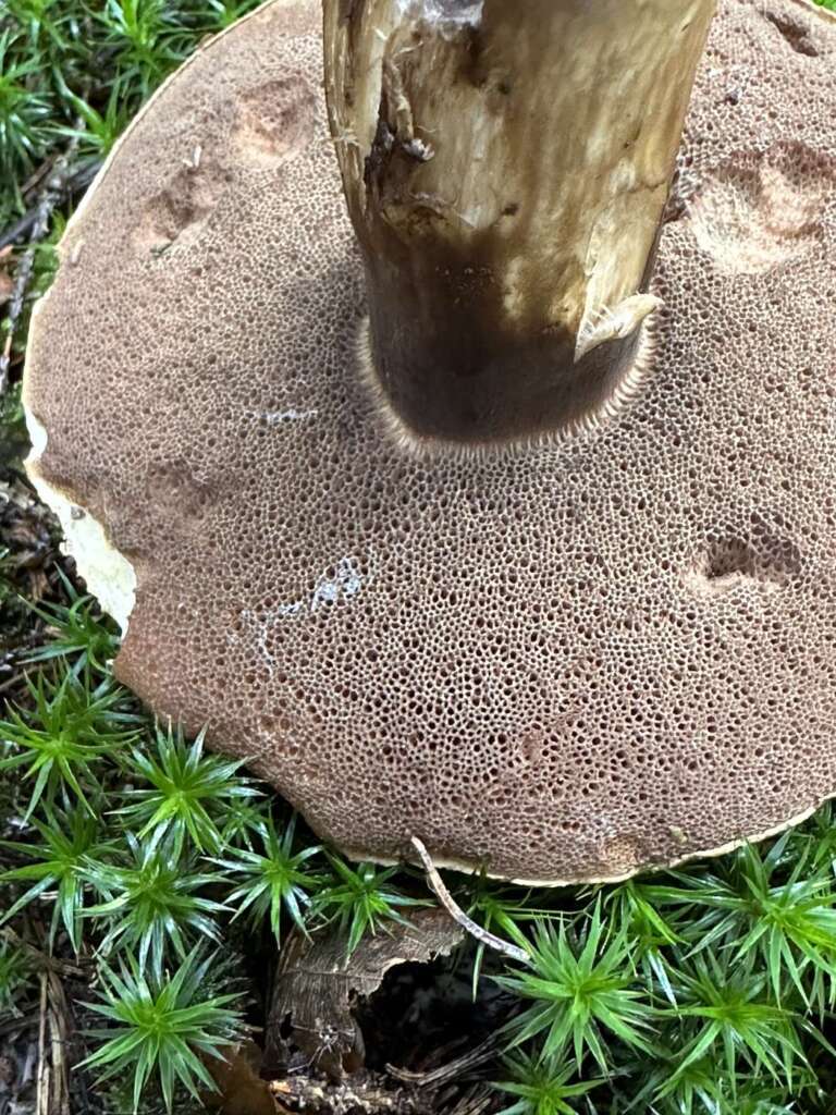 Graubraune Poren