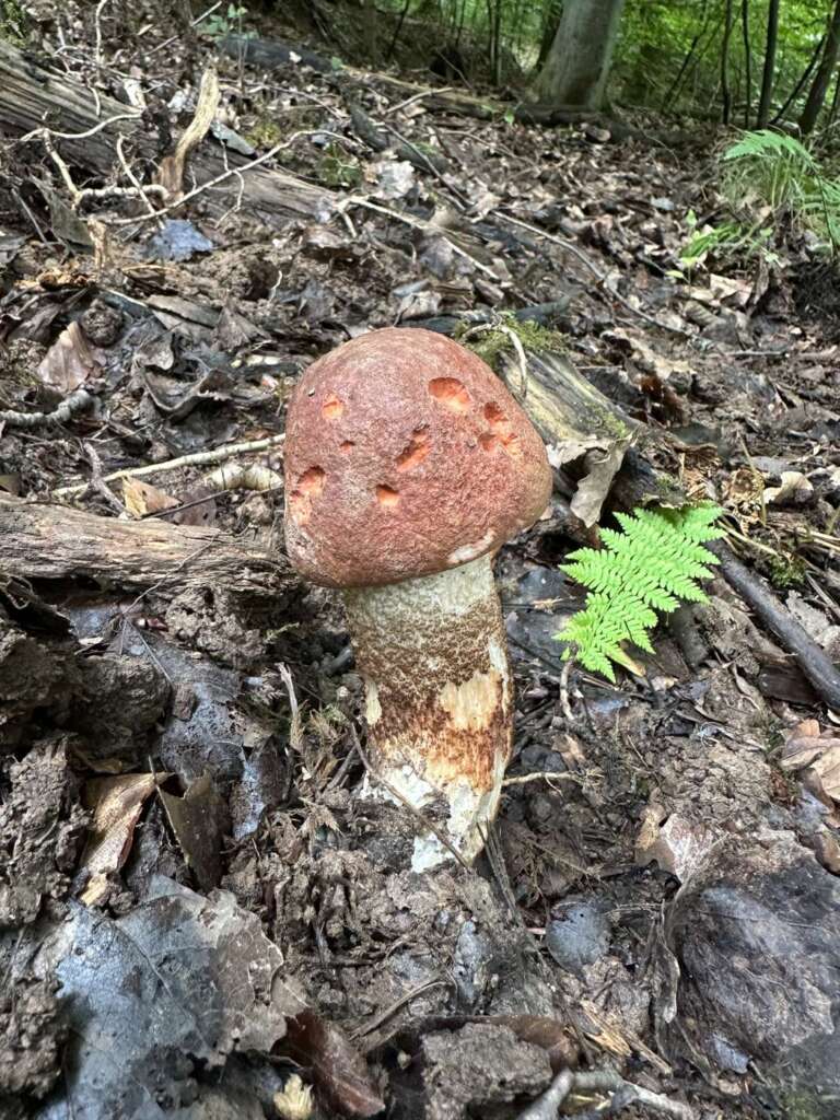 Fruchtkörper im Laubwald