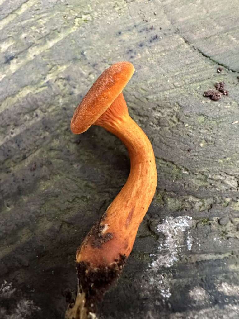 Dünner, biegsamer Stiel