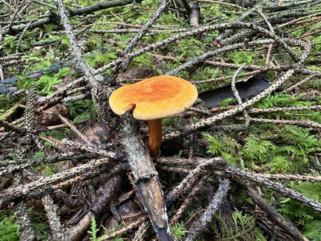 Orangefarbener Hut, trichterig vertieft