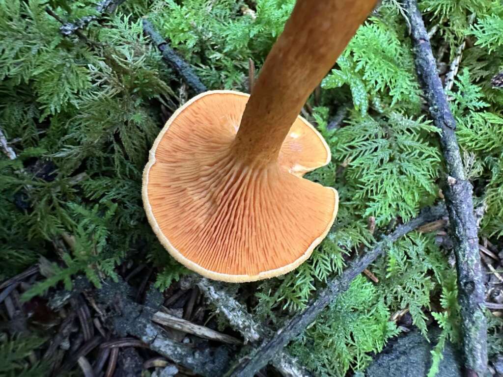 Dichte, gegabelte Lamellen