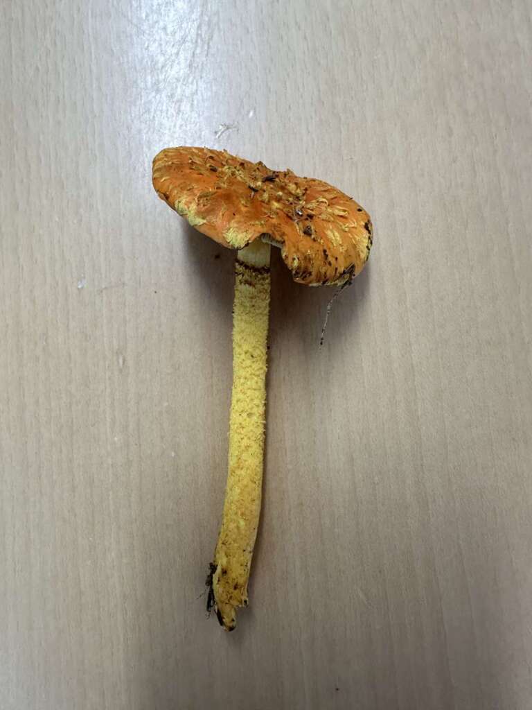 Fruchtkörper