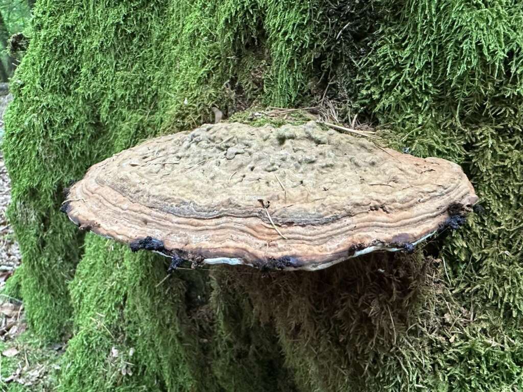 Gezonte, harte Oberseite