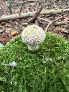Flaschenstäubling