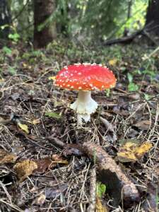 Fliegenpilz