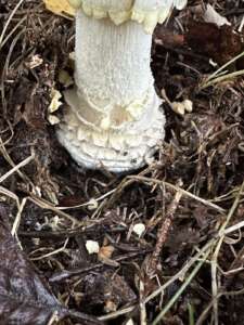 Fliegenpilz