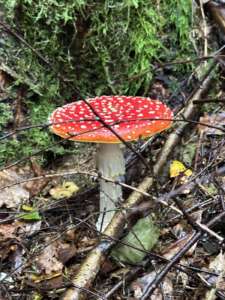 Fliegenpilz