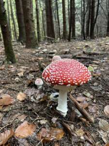 Fliegenpilz